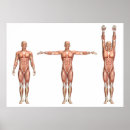 Search for shoulders posters Muscles