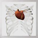Search for sternum posters Biomedical illustrations