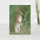 Search for cottontail cards Nature