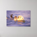 Search for sea otter canvas prints Bradley ireland