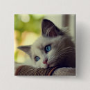 Search for ragdoll badges Kitten
