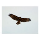 Search for wingspan posters Bird of prey