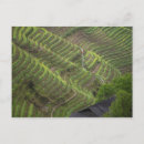 Search for rice terraces postcards Landscape
