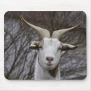 Search for billy mouse mats Animal