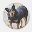 Search for heeler magnets Australian