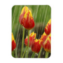 Search for spring tulips magnets Garden