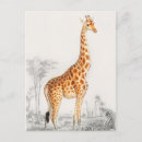 Search for animal prints postcards Giraffe
