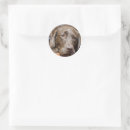 Search for puppy photo stickers Labrador retriever