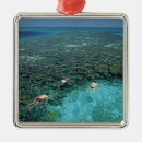 Search for snorkeling christmas tree decorations Swimming