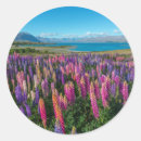 Search for lupine stickers Meadow