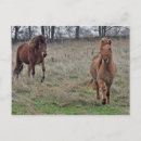 Search for running horses postcards Icelandic