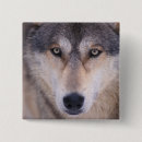 Search for cani badges North america