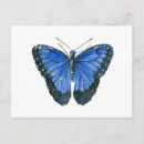 Search for morpho postcards Tropical