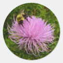 Search for thistles stickers Photography