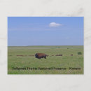 Search for tallgrass postcards Kansas