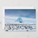 Search for colony cards Bird