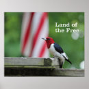 Search for woodpecker posters Birding