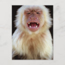 Search for capuchin postcards Wildlife