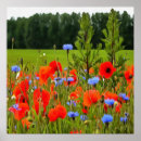 Search for cornflower art Meadow