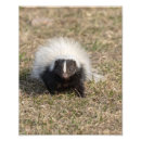 Search for skunk posters Mammal