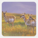 Search for antelope square stickers Animal