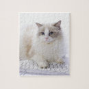 Search for ragdoll cats puzzles Kitten
