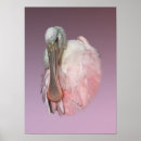 Search for roseate spoonbill posters Platalea ajaja