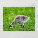 Search for goose postcards Animal