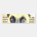 Search for malinois bumper stickers Belgian
