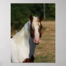 Search for horse breed posters Pinto