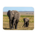 Search for reserves magnets Animals in the wild