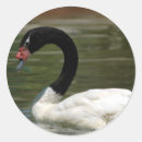 Search for black swan stickers Beautiful