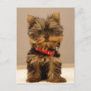 Search for terrier puppy postcards Yorkshire