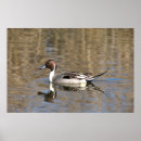 Search for anas posters Waterfowl