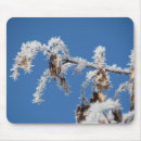 Search for frosty photography Trees