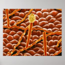 Search for electron micrography posters Biology