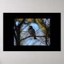 Search for chickadee posters Animals