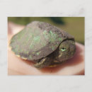 Search for hatchling Baby