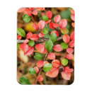 Search for shrubs magnets Nature