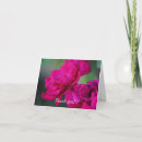 Search for rose blooms cards Photography