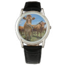 Search for beef accessories Cattle