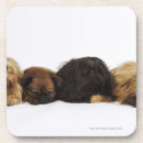 Search for pug dog coasters Cute