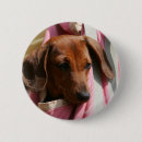 Search for dachshunds badges Puppies