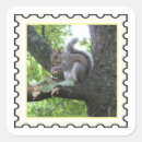 Search for grey squirrels stickers Nature