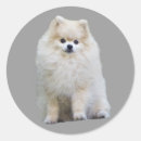 Search for pomeranian stickers Puppies