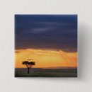 Search for acacia badges Tree