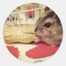 Search for pet hamster stickers Pets