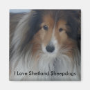 Search for sheepdog magnets Collie