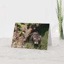 Search for sable cards Cute