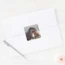 Search for marmot stickers Wildlife